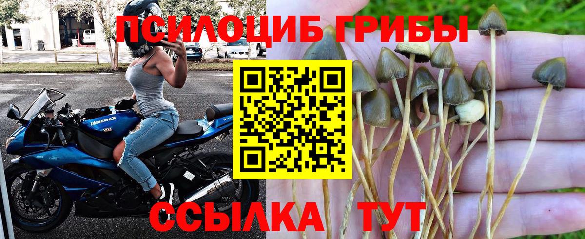 Галлюциногенные грибы Cubensis Сорочинск